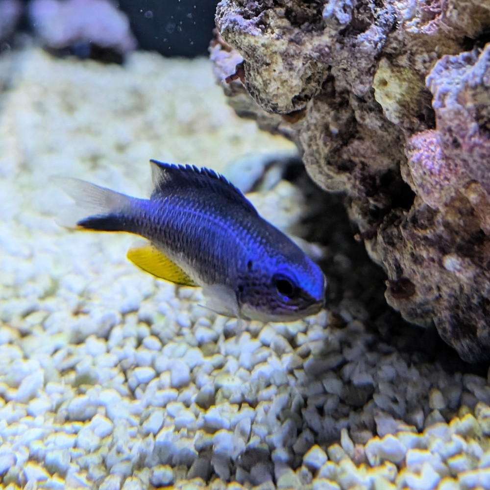 Pomacentrus alleni