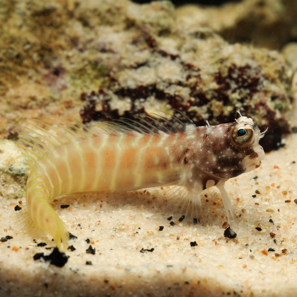 Salarias segmentatus