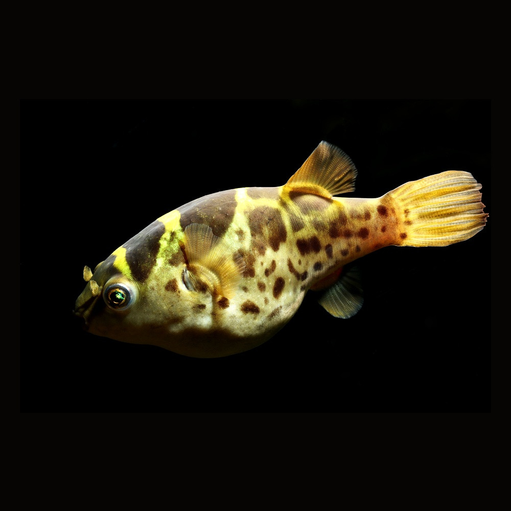 Dichotomyctere fluviatilis