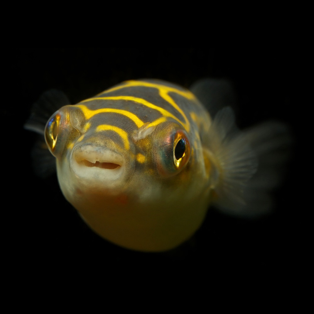 Tetraodon biocellatus