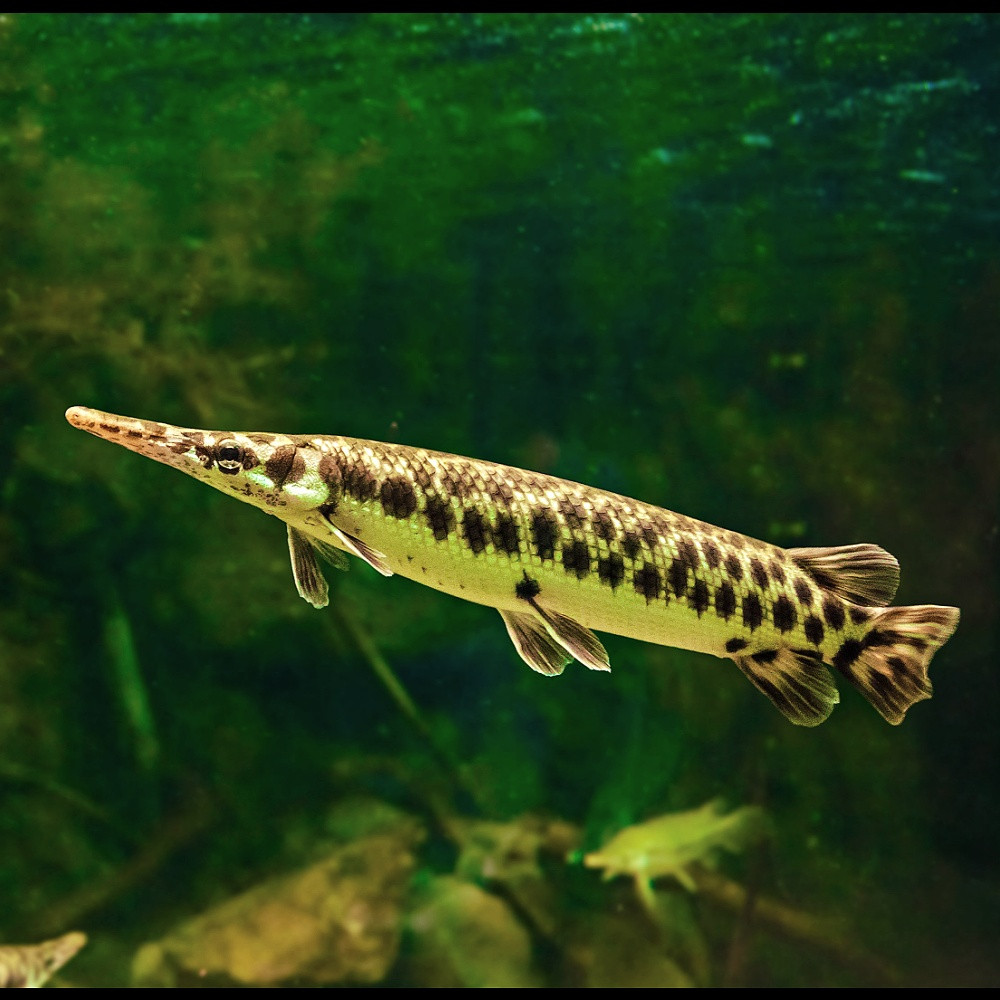 Lepisosteus oculatus