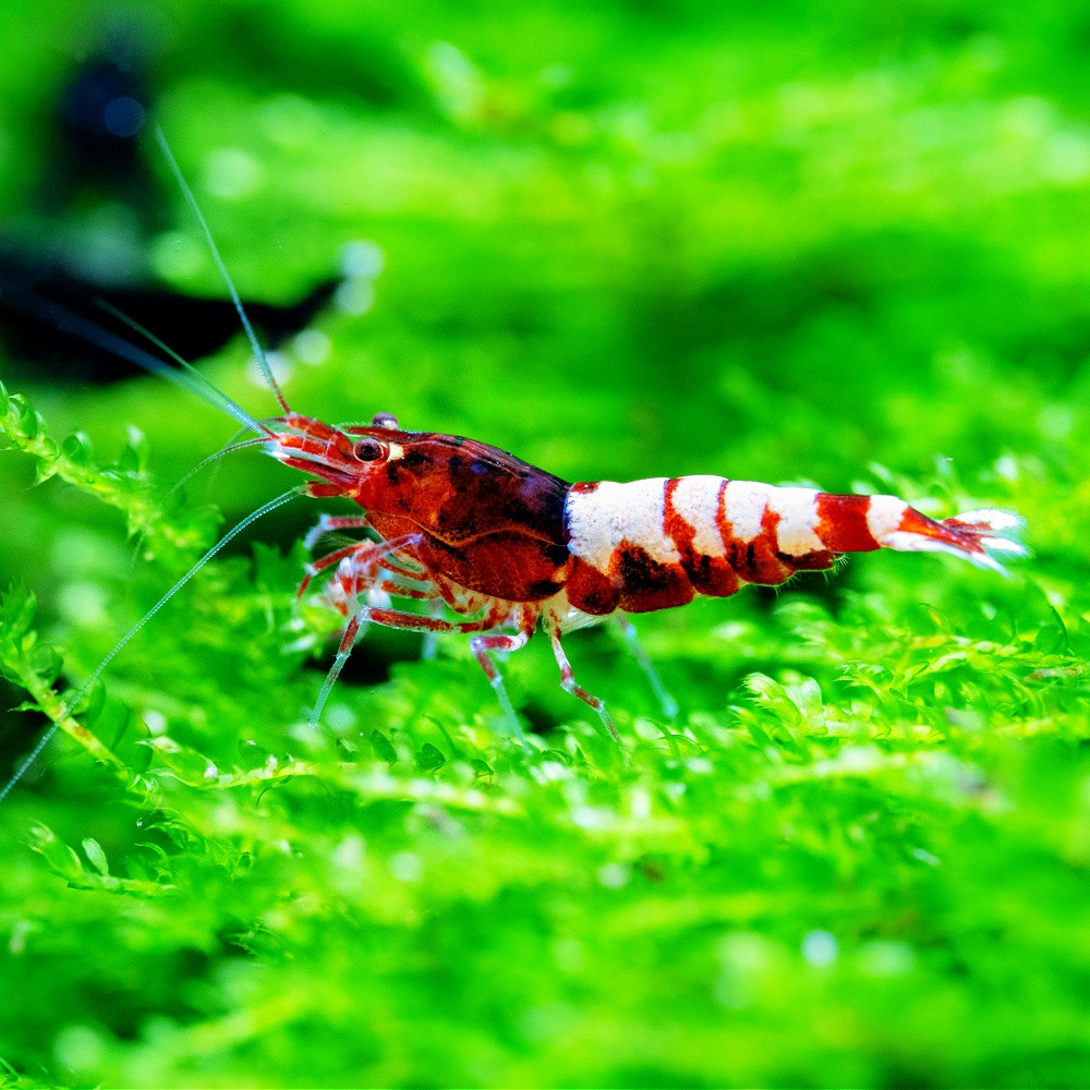 Caridina cantonensis Pinto red
