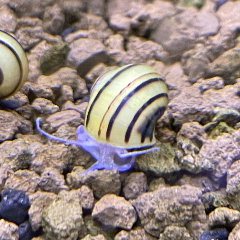 Asolene spixii