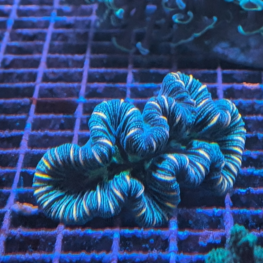 Trachyphyllia geoffroyi striped orange/green2
