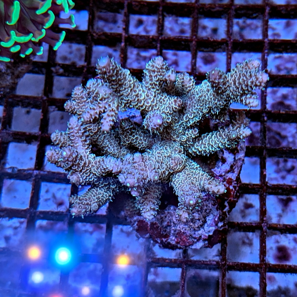 Acropora millepora Indo