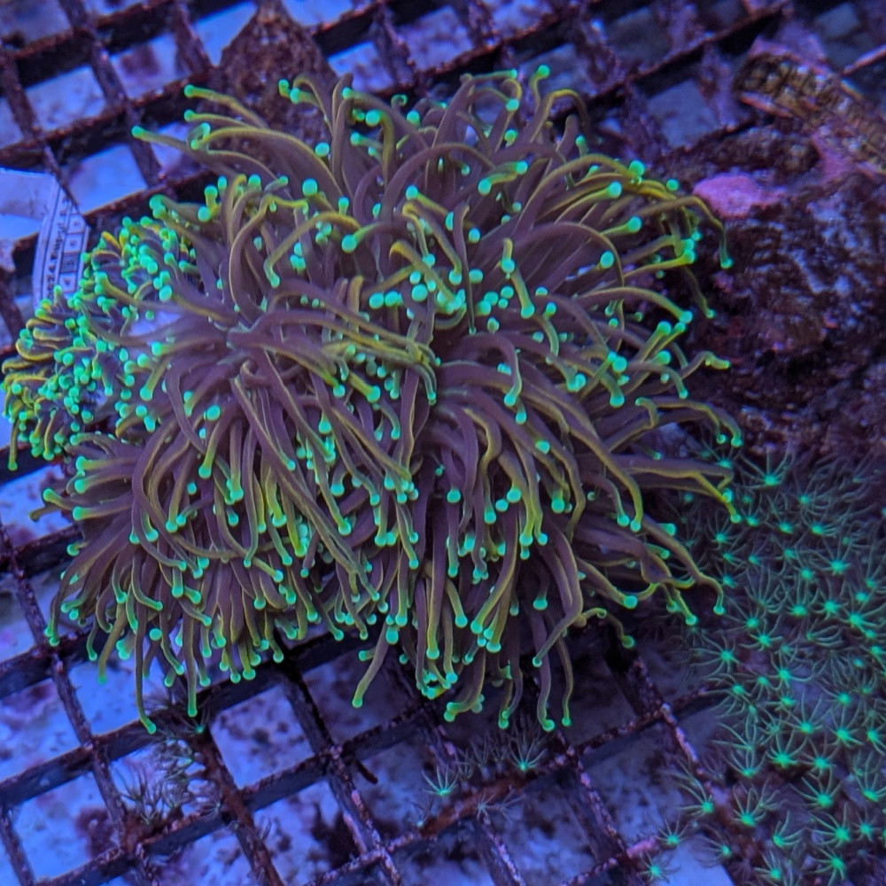 Euphyllia  glabrescens Dragon Soul 5-7 têtes