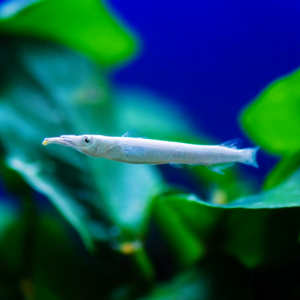 Dermogenys pusilla white - demi-bec blanc