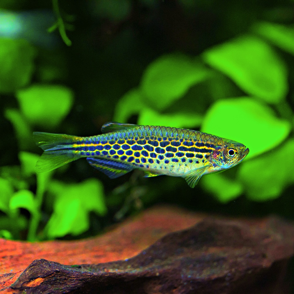 Danio kyathit