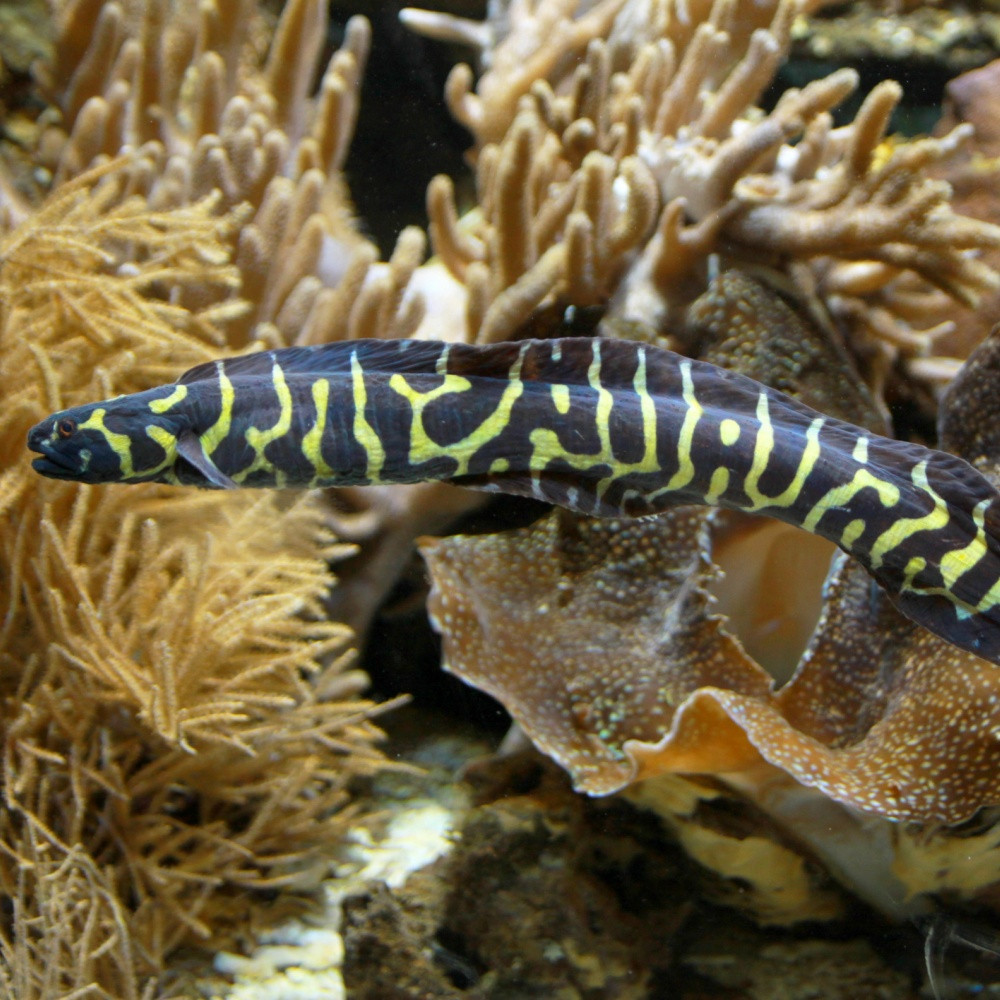Pholidichtys leucotaenia