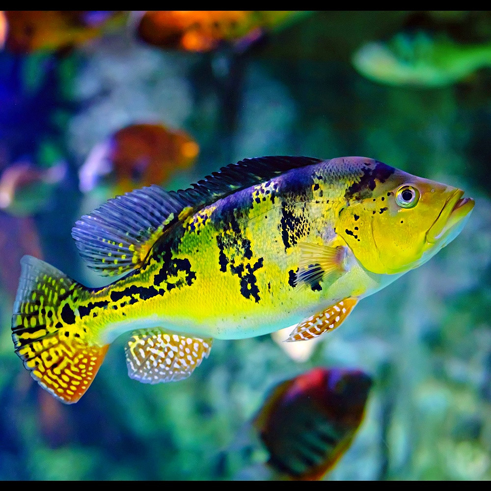 Cihla kelberi 5-8cm peacock bass