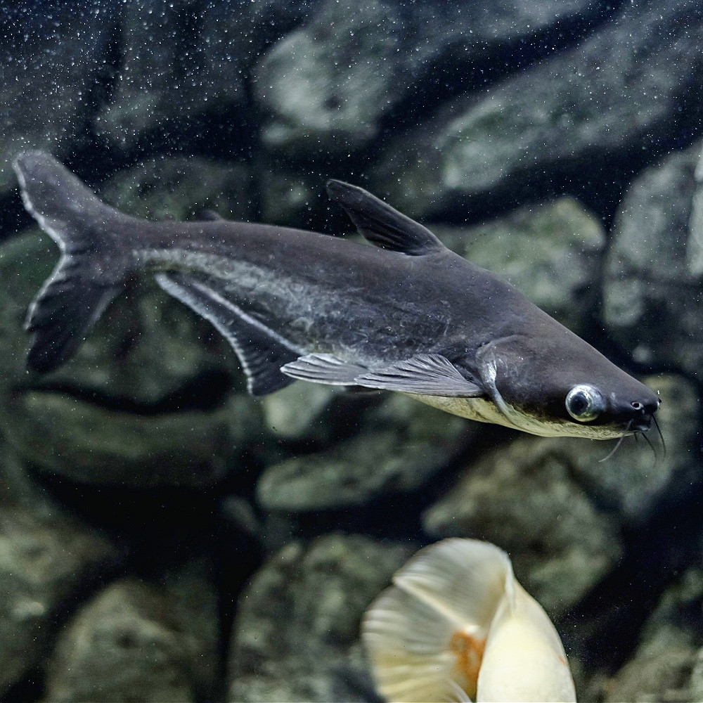 Pangasius sutchi - requin silure