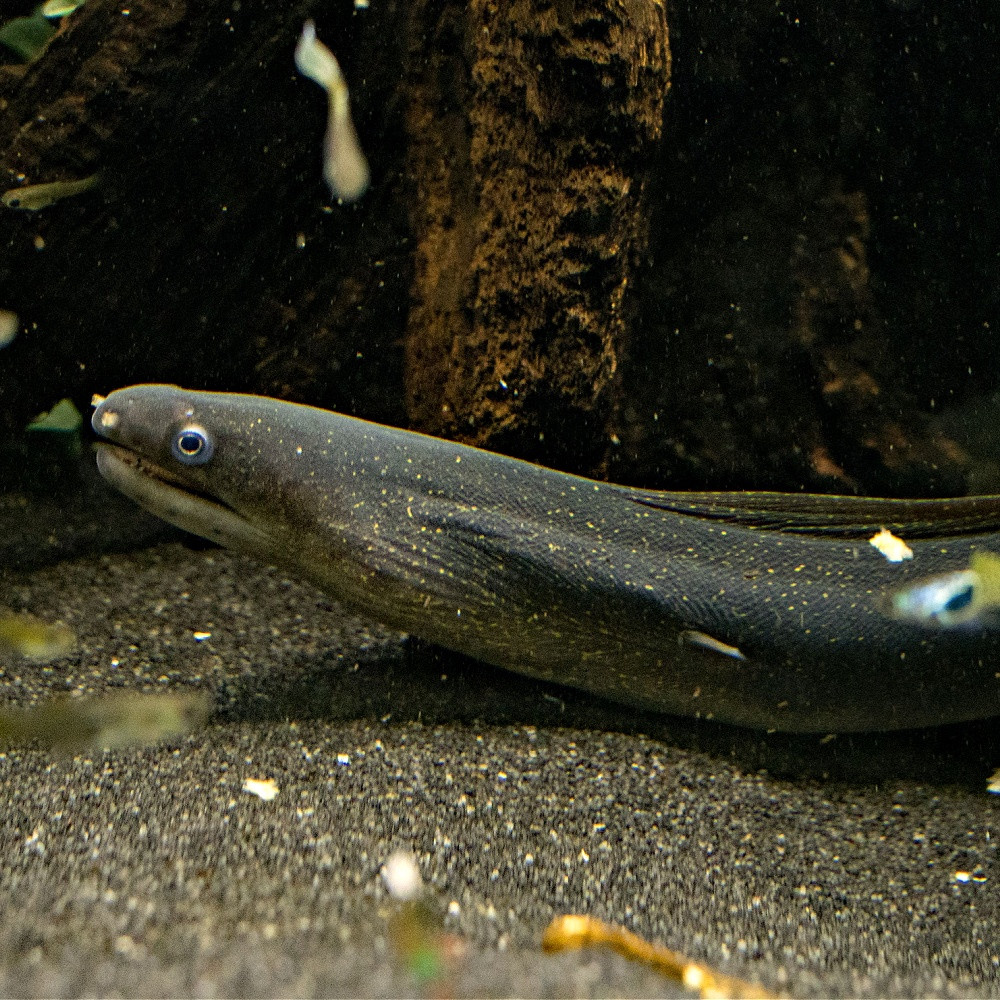 Gymnothorax tile - murène d'eau douce