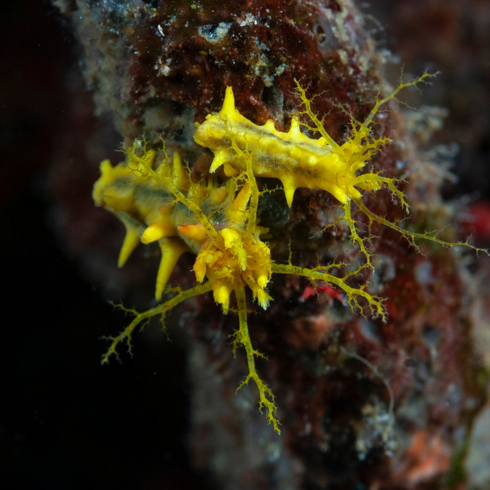 Colochirus robustus - Concombre de mer jaune