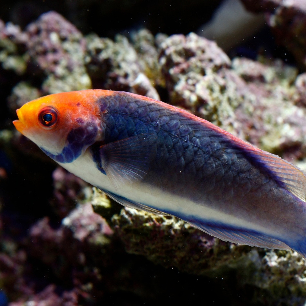Cirrhilabrus solorensis - Labre aux yeux rouges