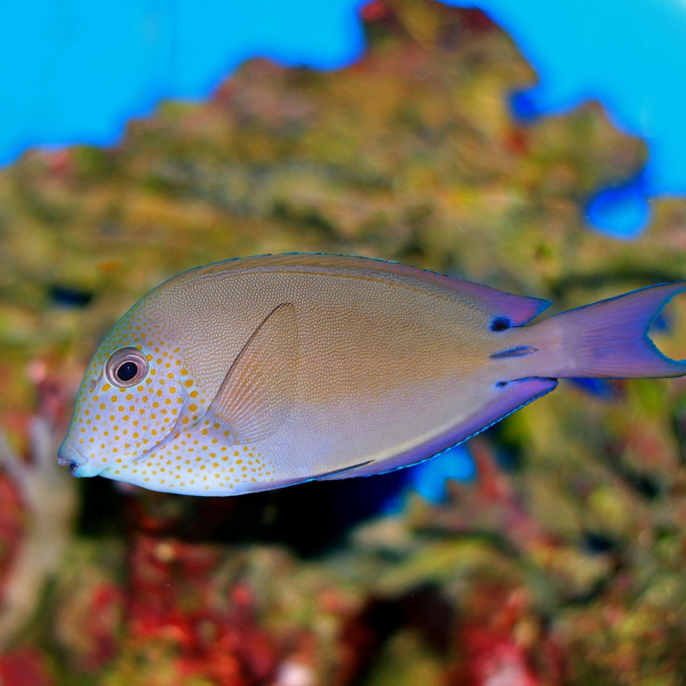 Acanthurus nigrofuscus