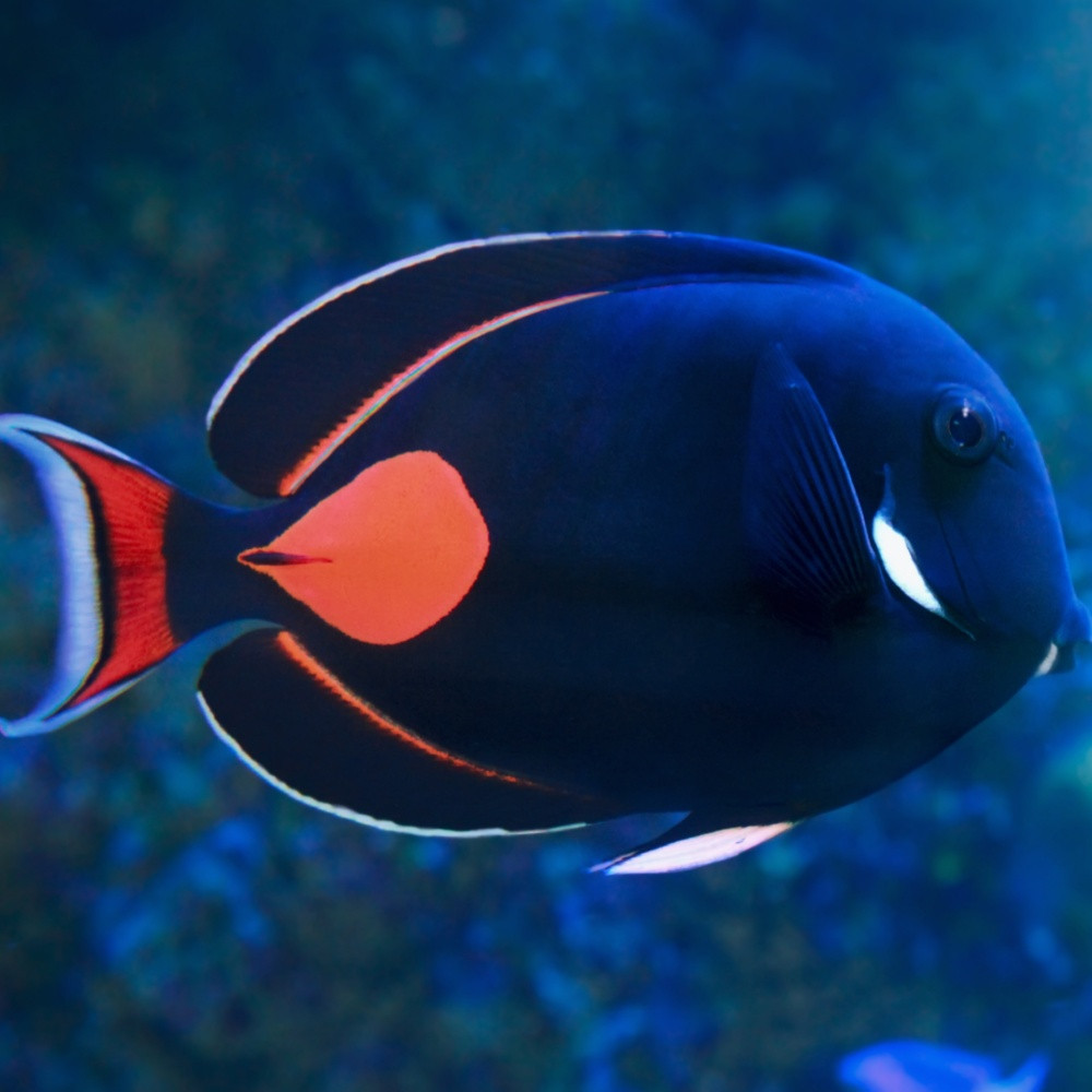 Acanthurus achilles