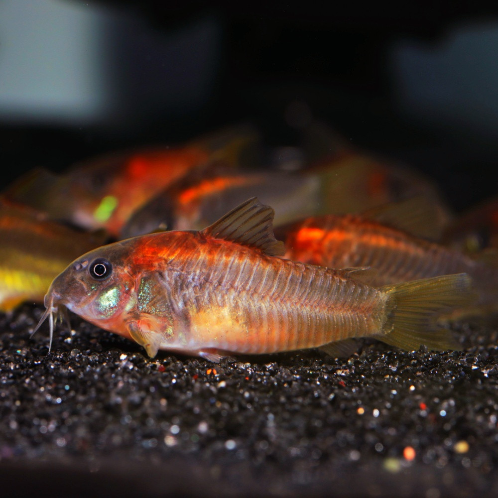 Corydoras red laser CW014