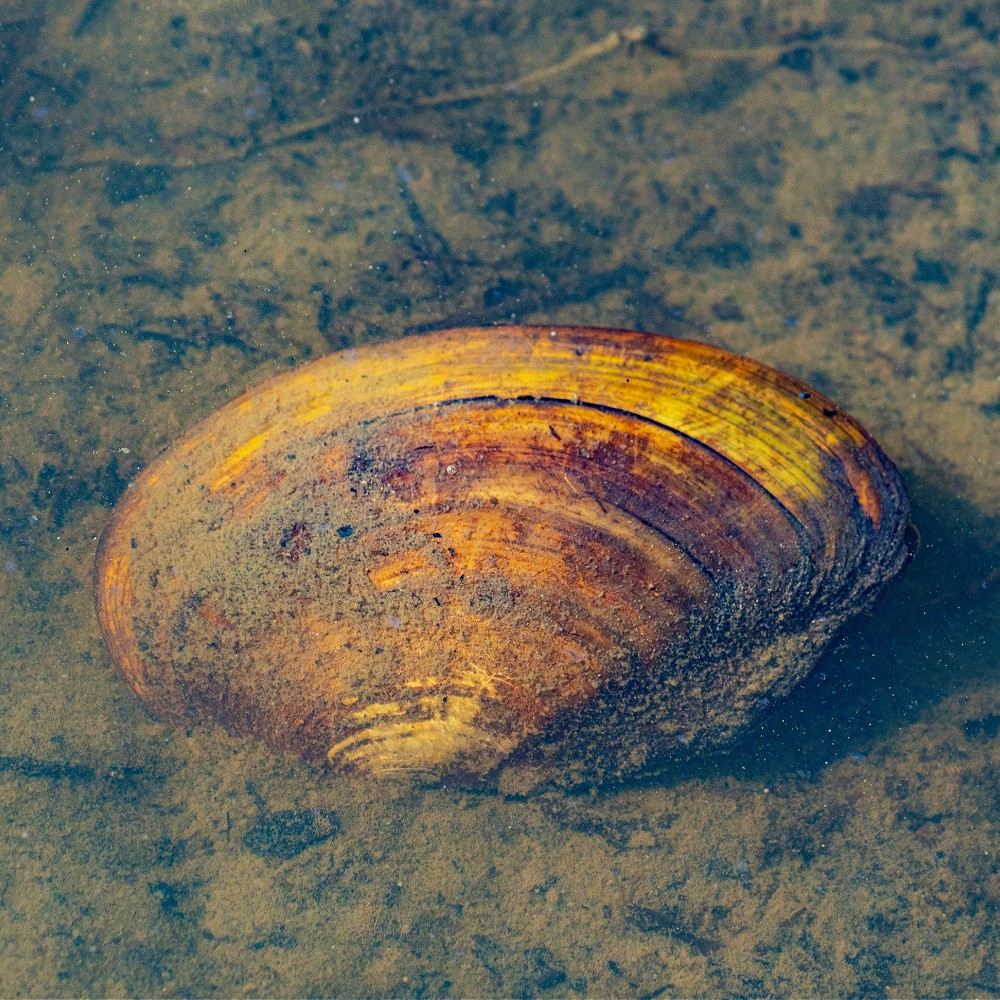 Anodonta sp. - Moule d'eau douce