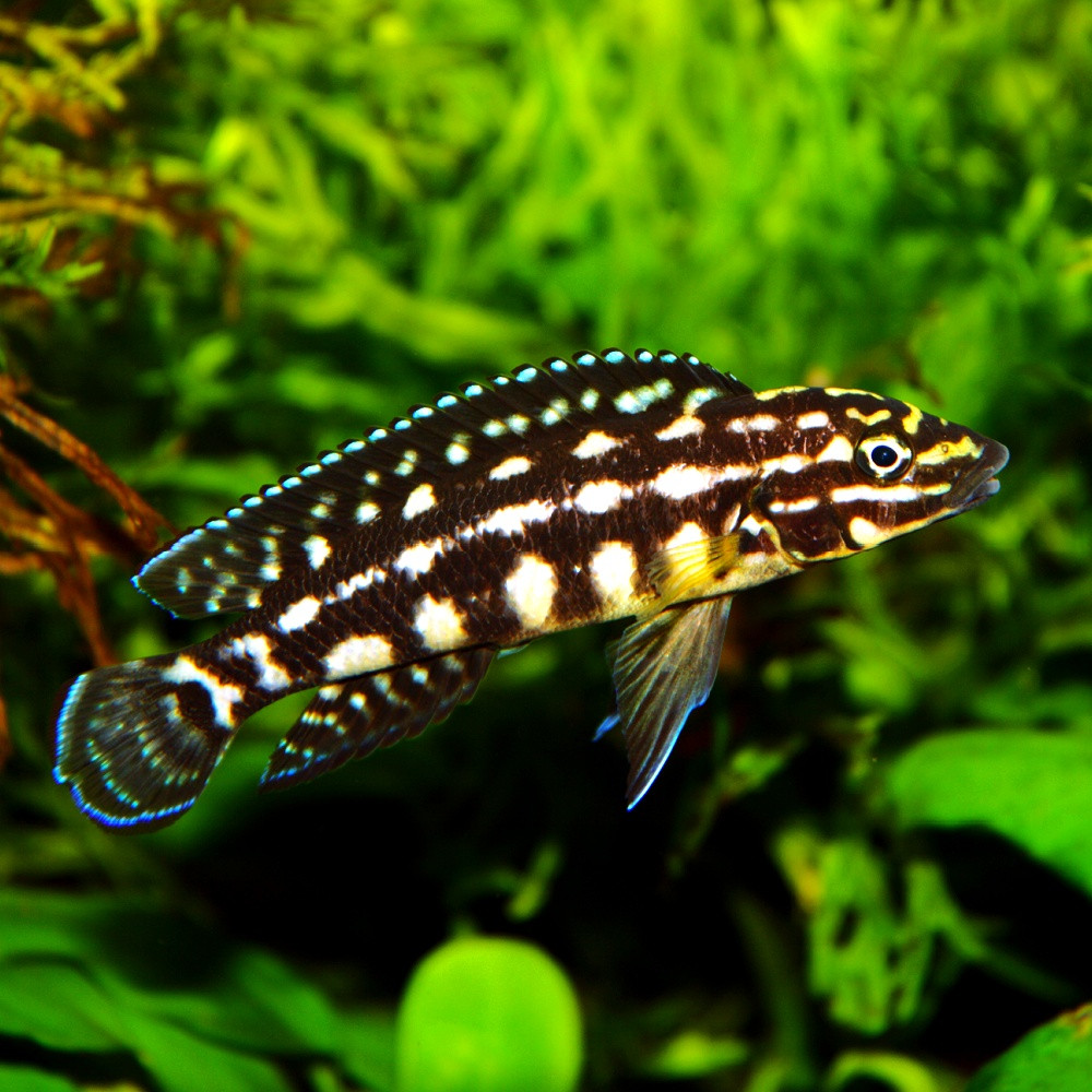 Julidochromis transcriptus - julido masqué