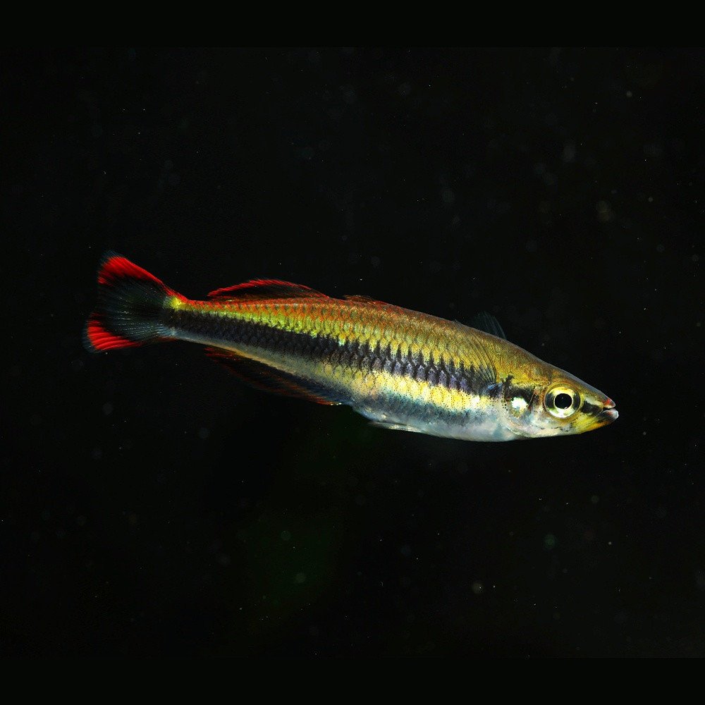 Bedotia geayi - arc-en-ciel de Madagascar