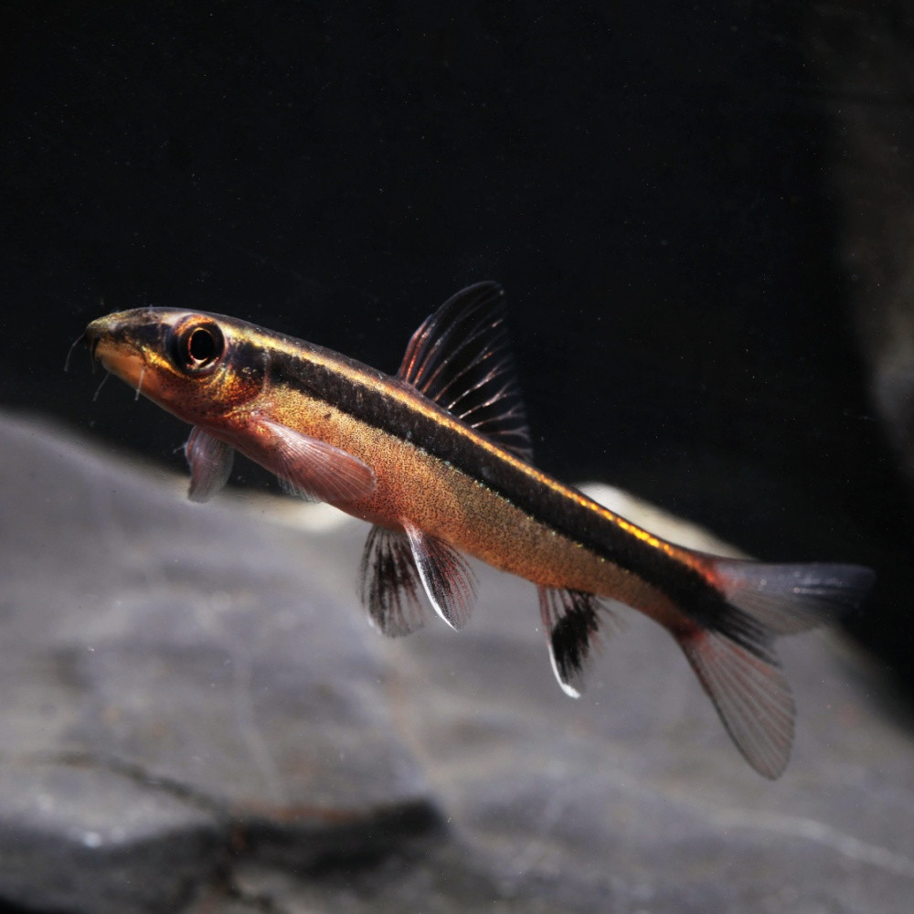 Epalzeorynchos kalopterus - Poisson renard volant