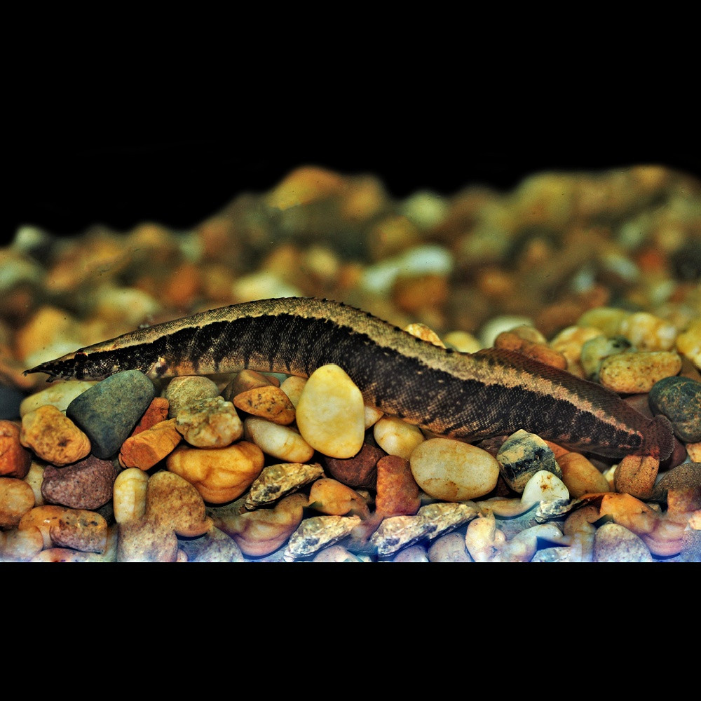 Macrognathus circumcinctus - Anguille épineuse à ceinture