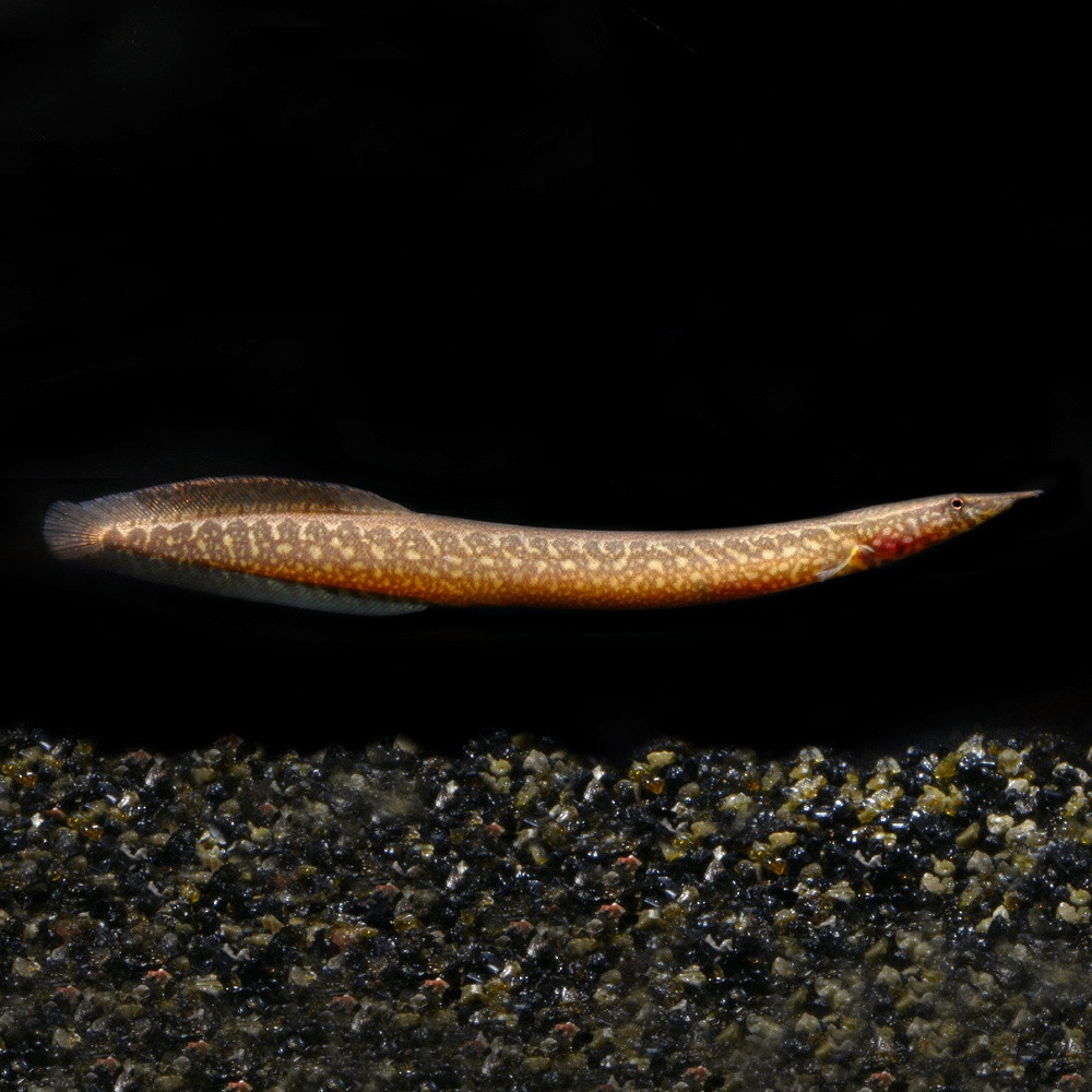 Macrognathus pancalus - Anguille épineuse à nageoires jaunes