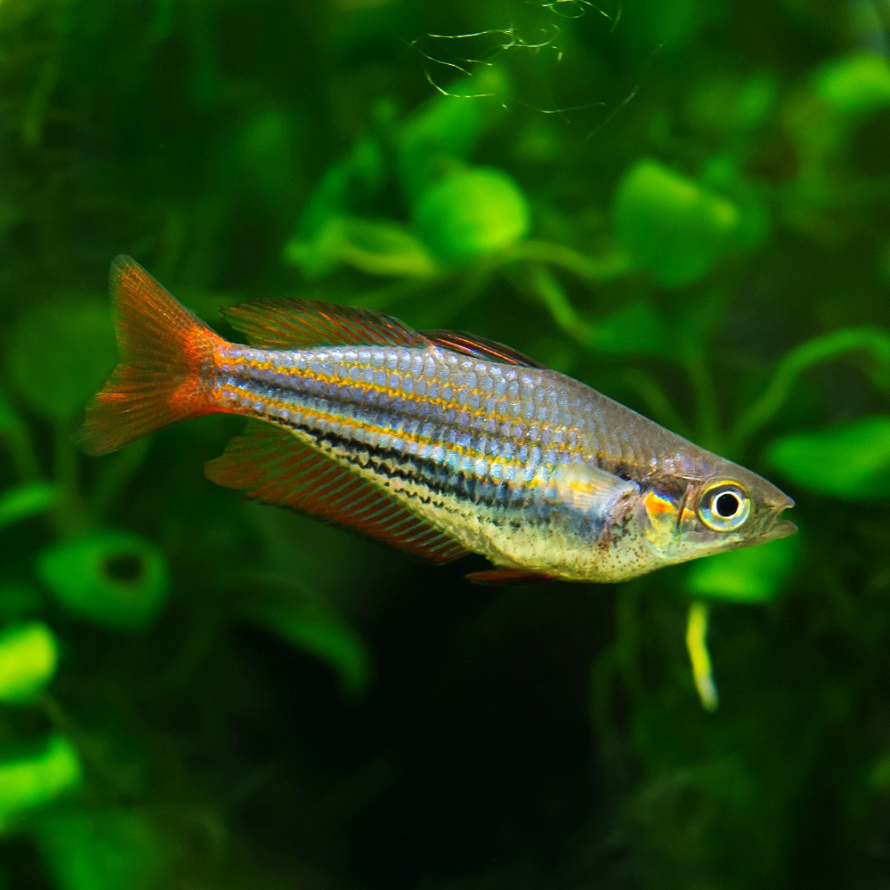 Melanotaenia australis - Poisson arc-en-ciel occidental