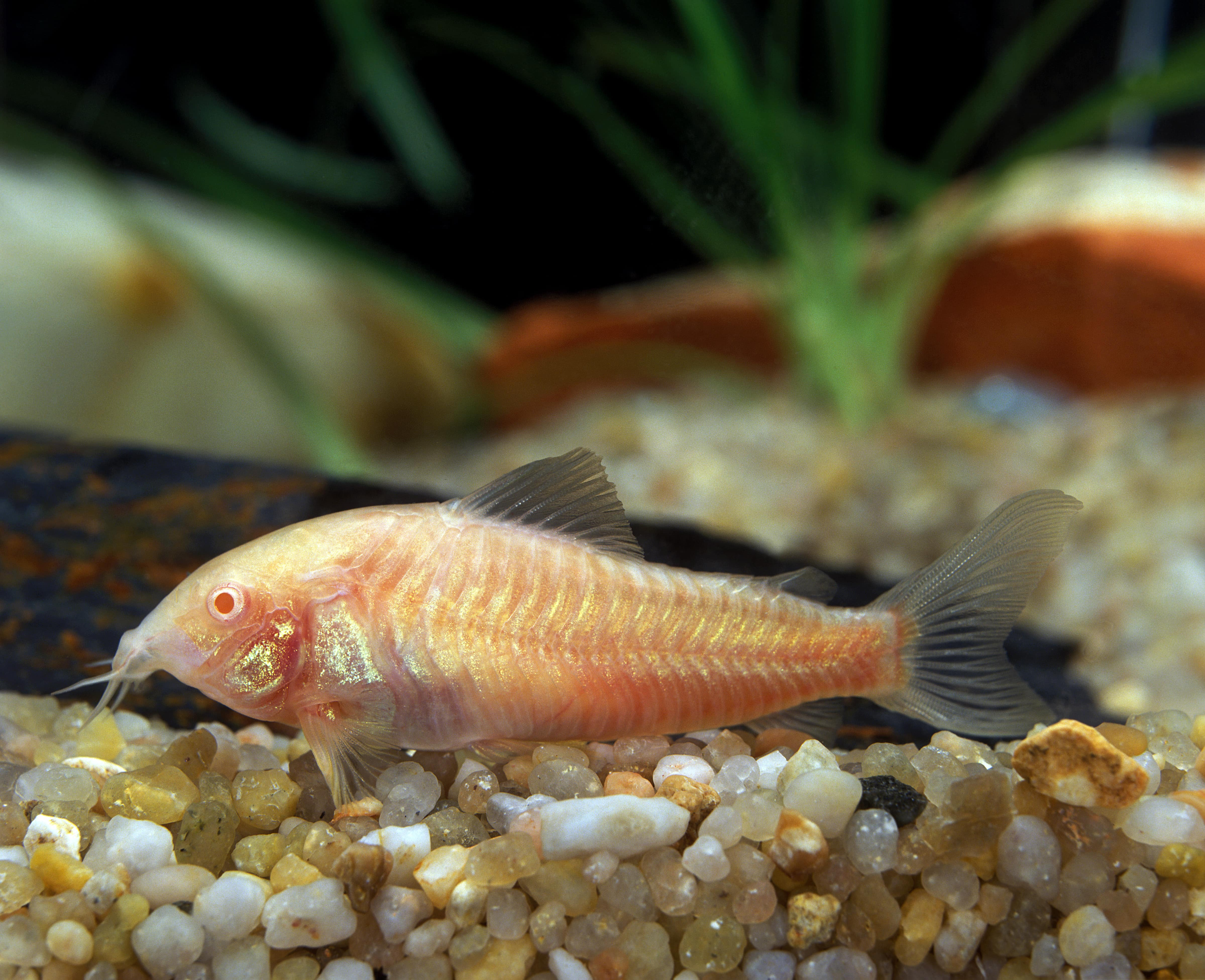 corydoras albinos - poisson chat de fond