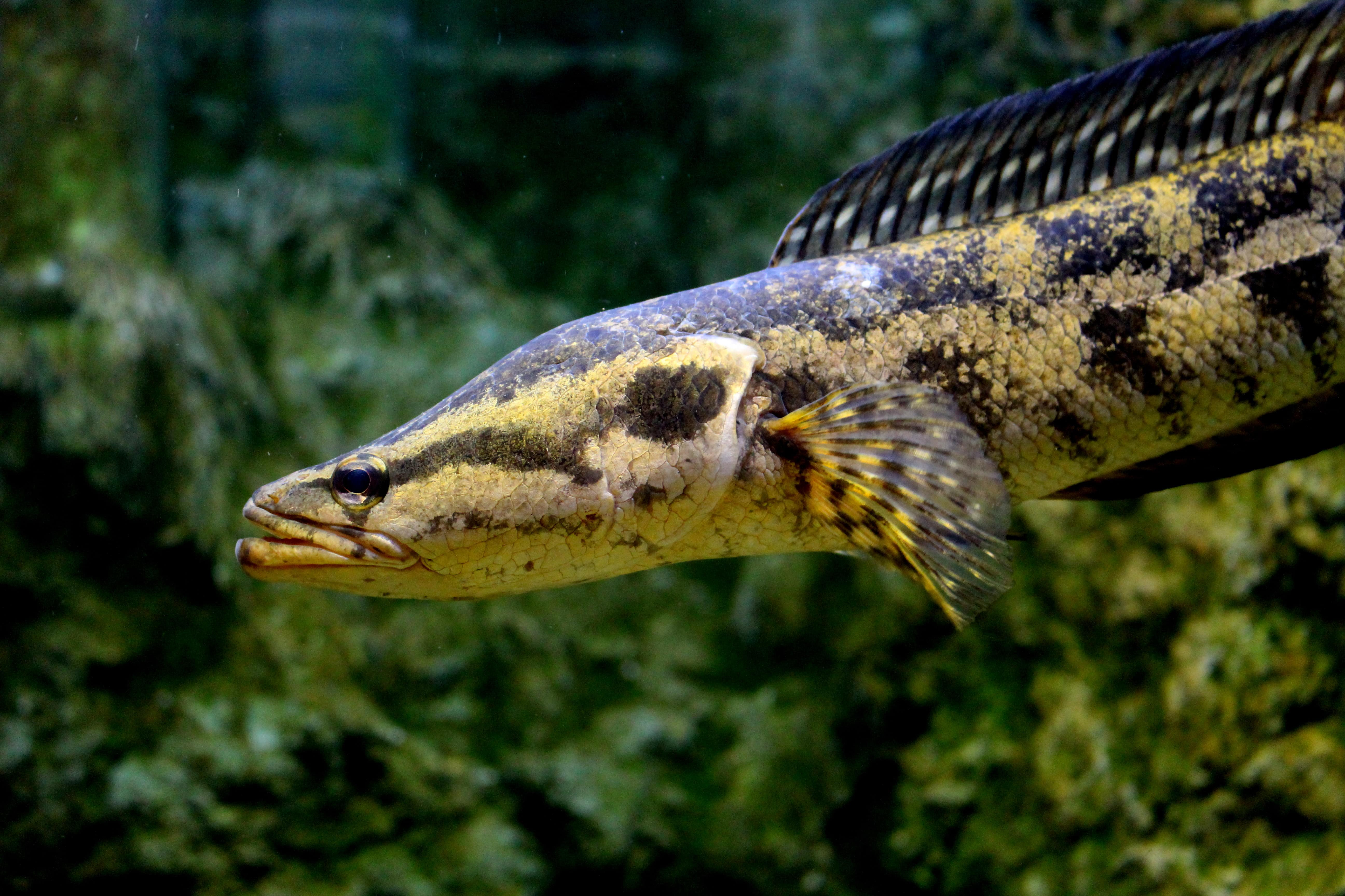 channa lucius - poisson tete de serpent agressif