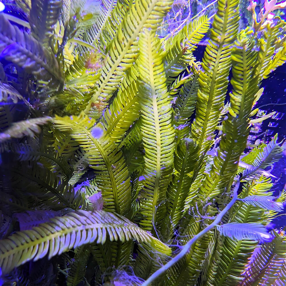 Caulerpa sertularioides