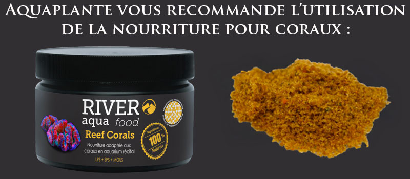 River aqua Food reef corals