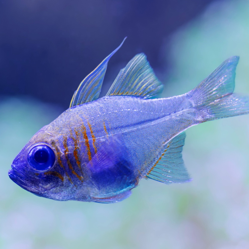 Apogon leptacantha (Zoramia leptacantha)