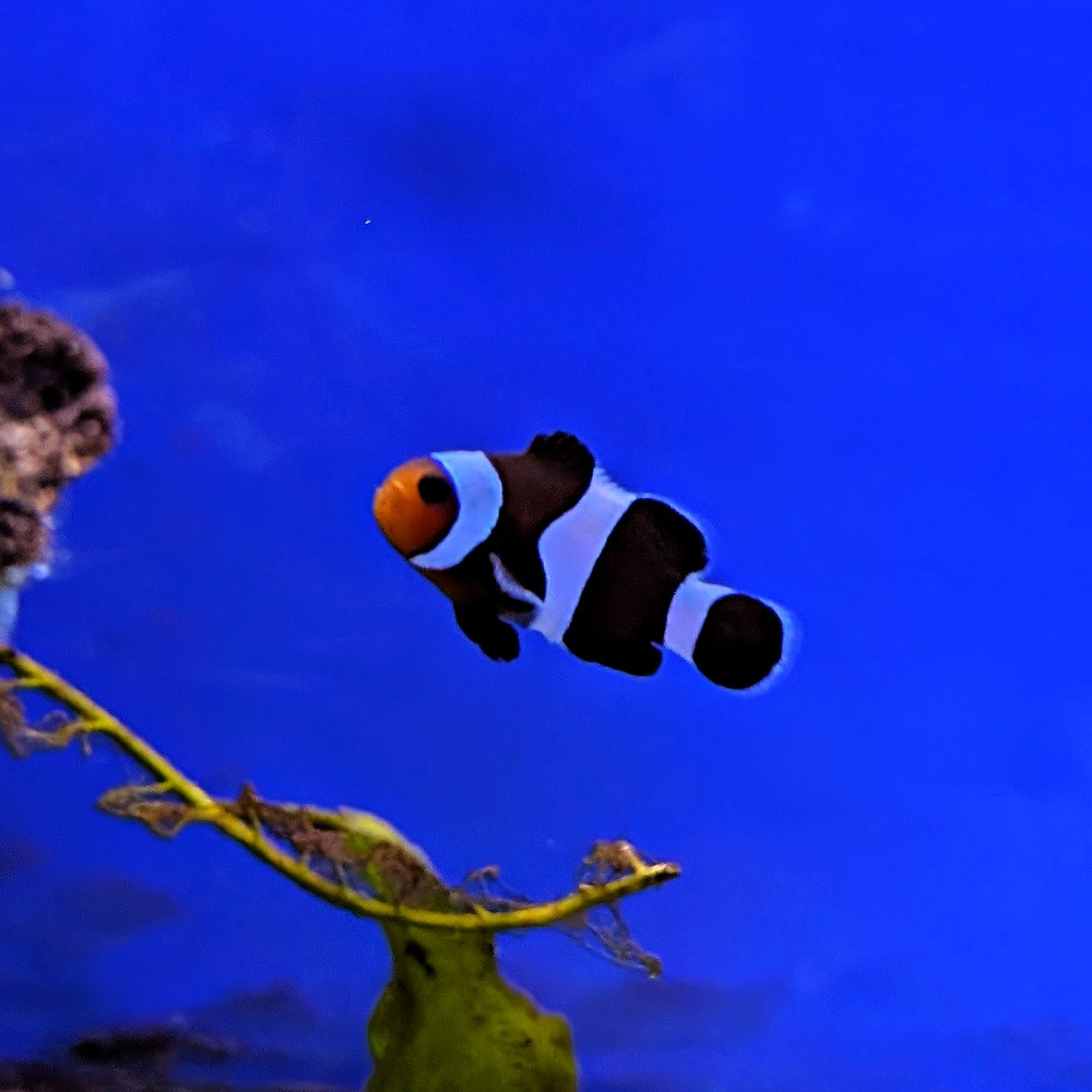 Amphiprion ocellaris Full Black