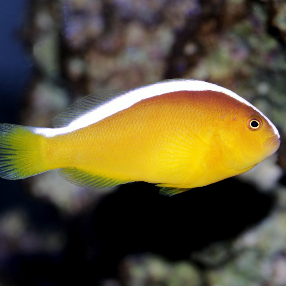 Amphiprion sandaracinos