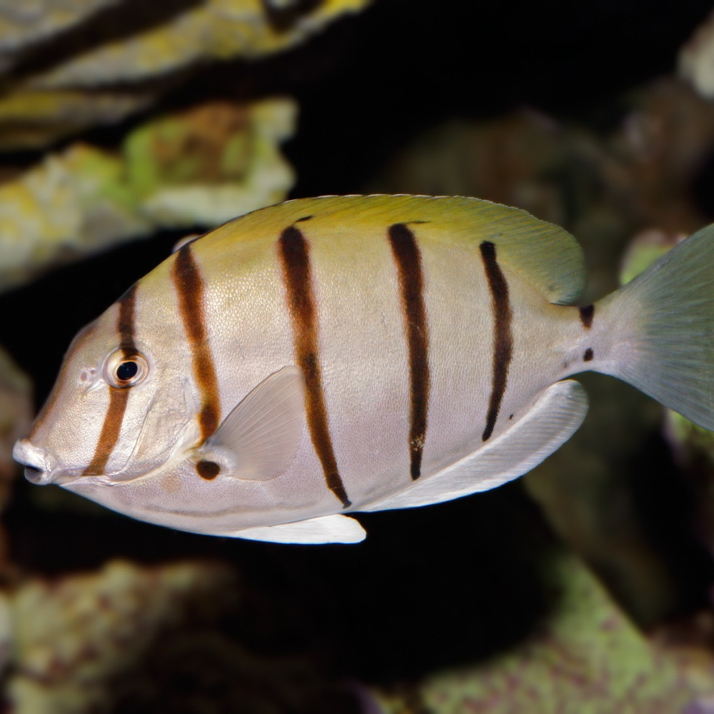 Acanthurus triostegus