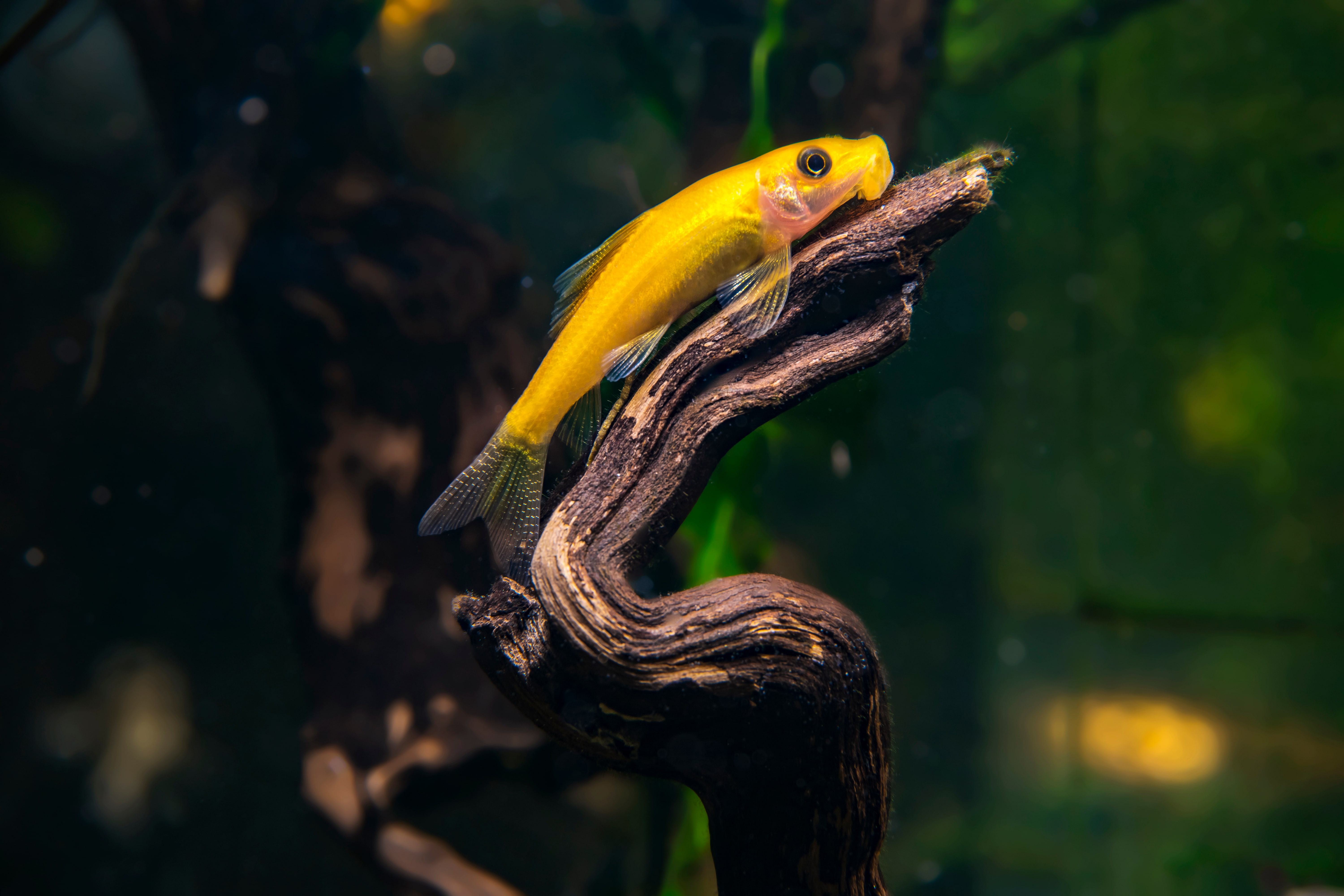 Gyrinocheilus aymonieri sur sa branche