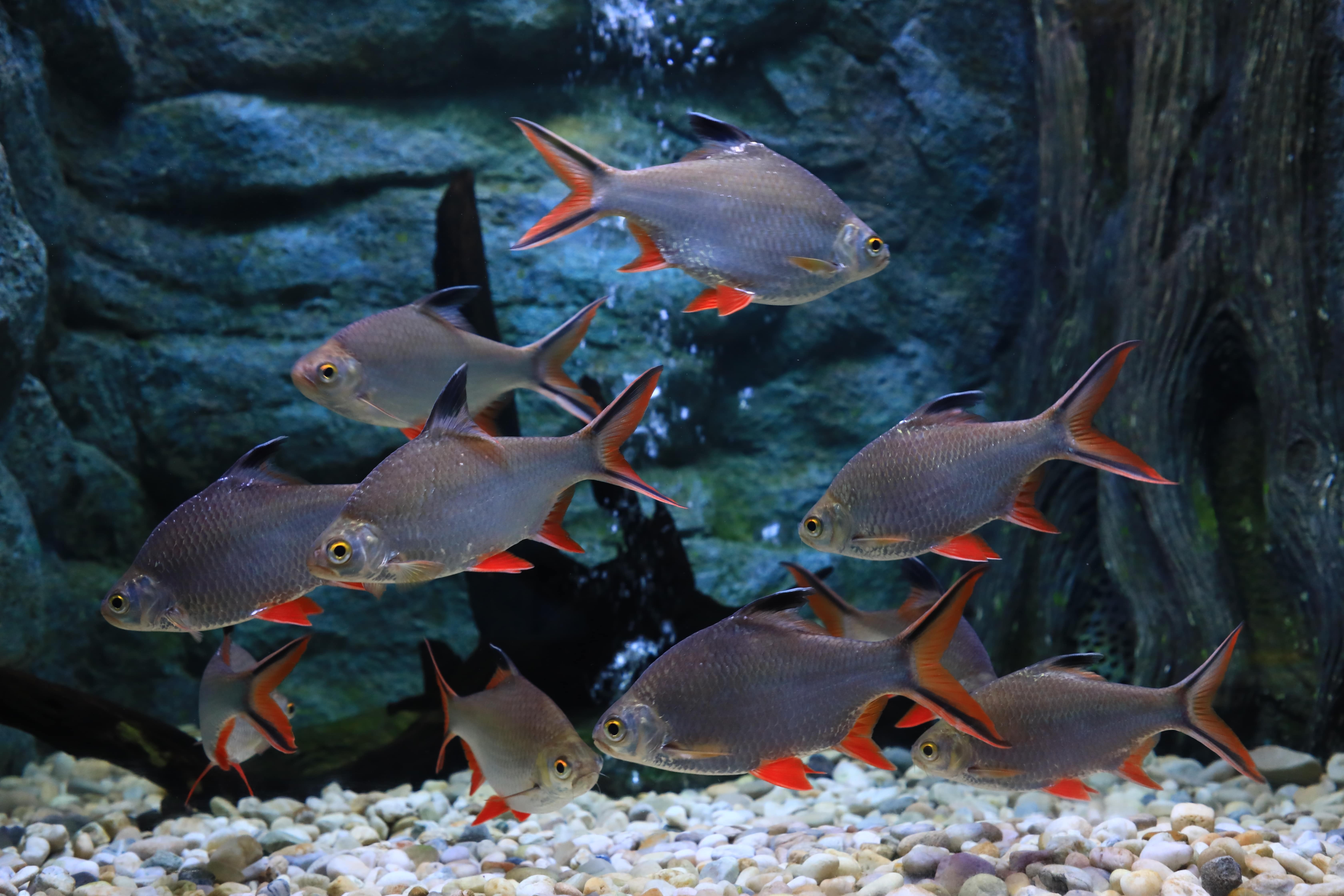 Groupe de barbus schwanenfeldi