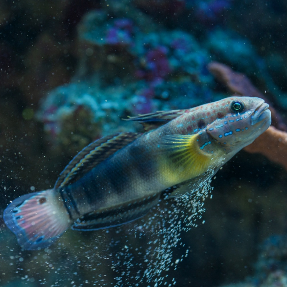 Amblygobius phalaena