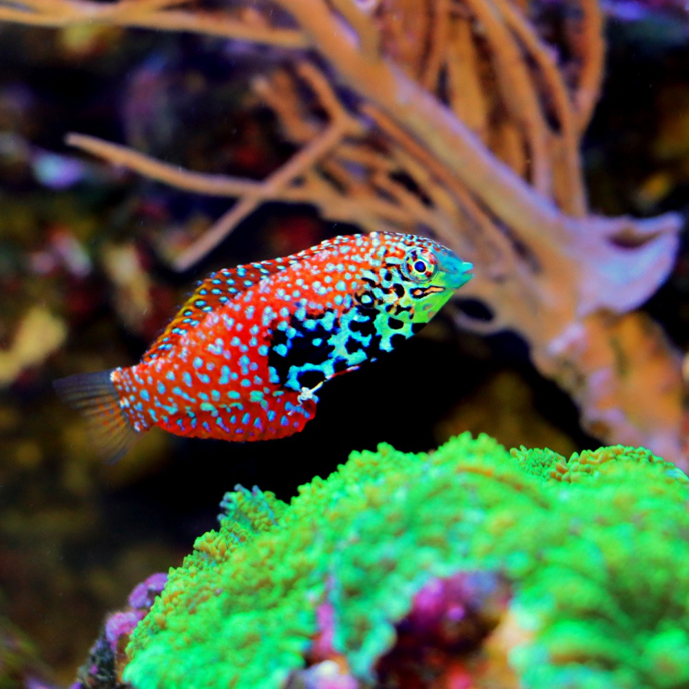 Macropharyngodon bipartitus