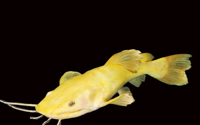 phractocephalus hemioliopterus gold