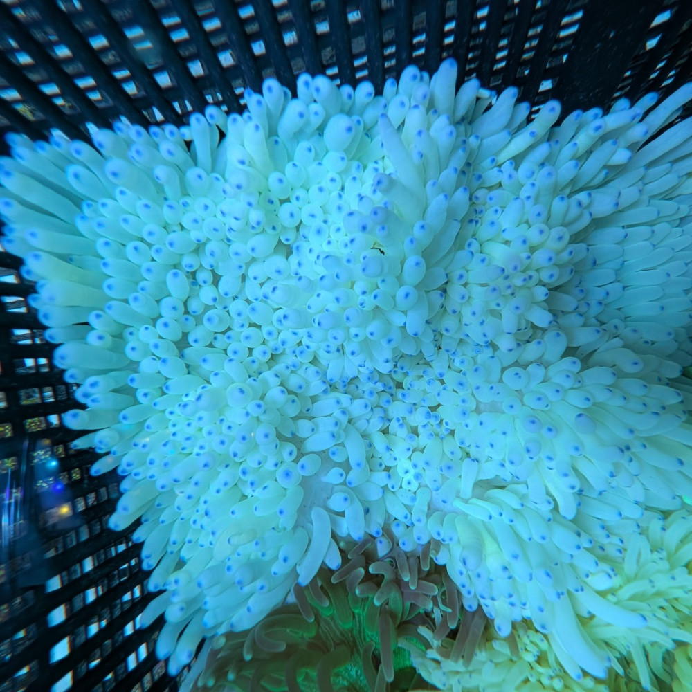 Heteractis malu white