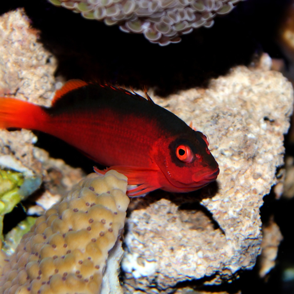 Neocirrhites armatus