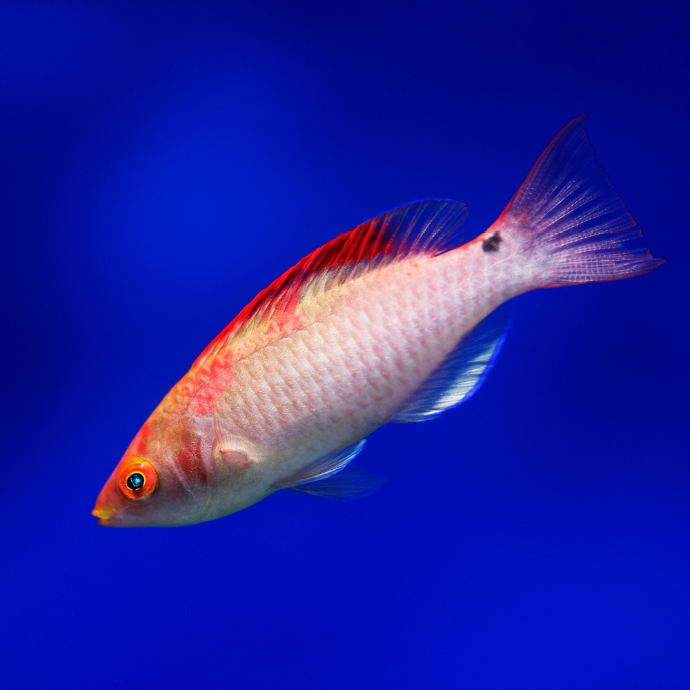 Cirrhilabrus adornatus