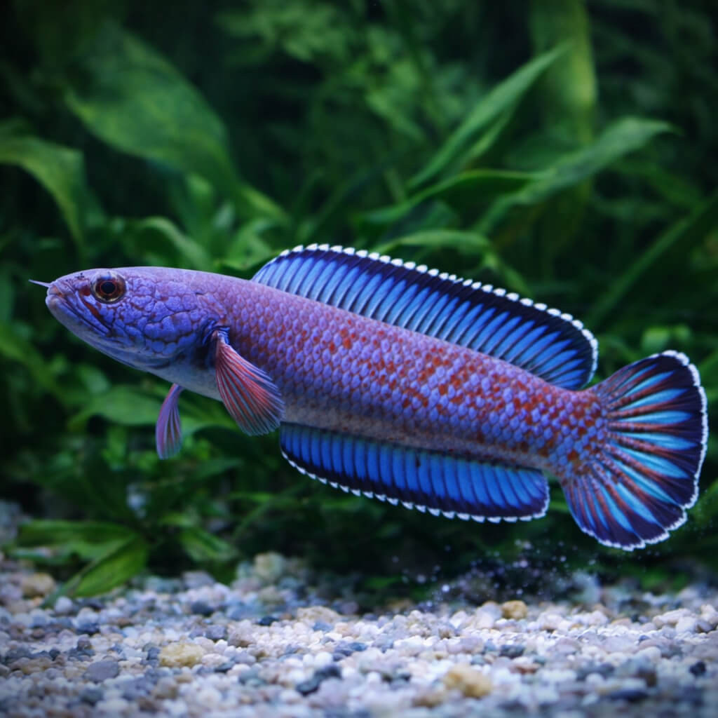 Channa aristonei en aquarium