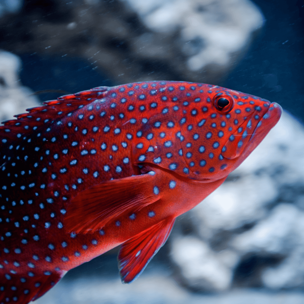 Cephalopholis miniata