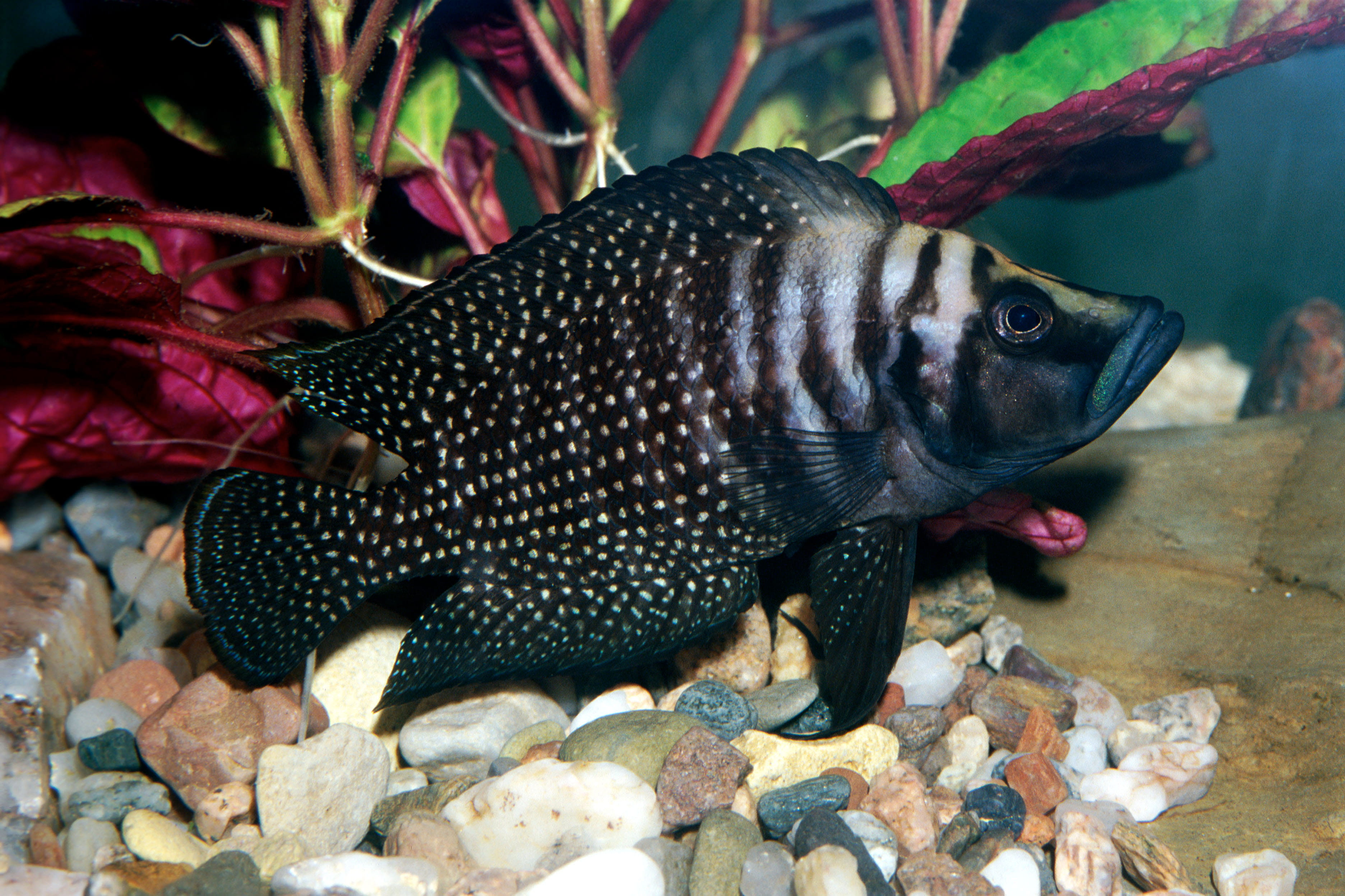 Lamprologus Calvus