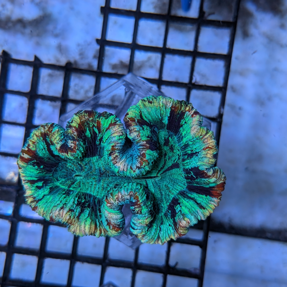 Trachyphyllia geoffroyi