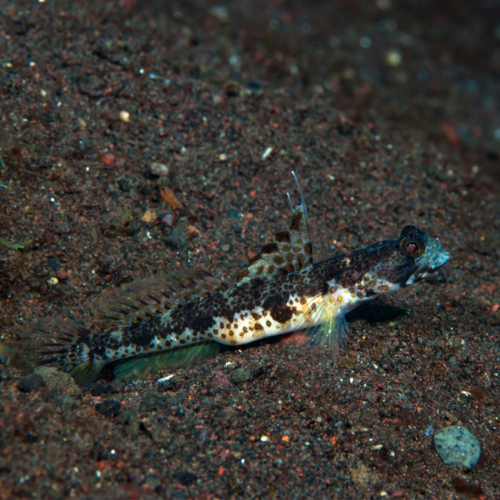 Tomiyamichthys oni