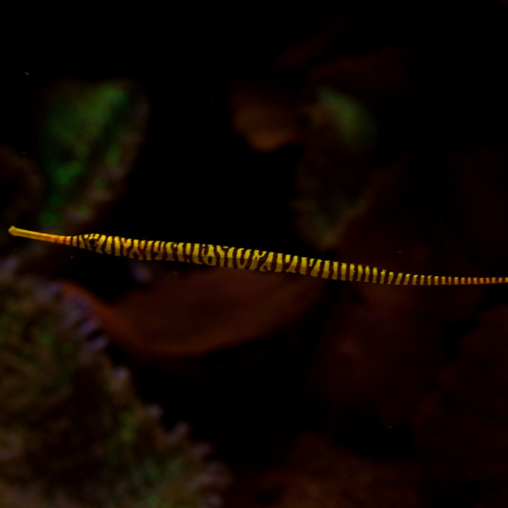 Dunckerocampus pessuliferus